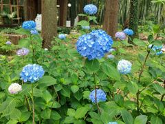 -同里国家湿地公园