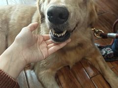 -瑞派动物医院·绝育·犬猫全科·预防医学(光景江南中店)