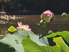 -墨尔本皇家植物园