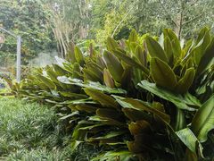 -中国科学院西双版纳热带植物园