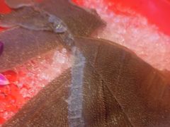 -吴老幺火锅(金龙店)