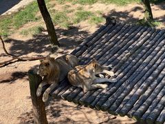 -西霞口神雕山野生动物世界