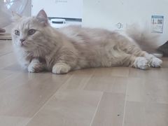 -唐小姐の私宠·宠物洗护美容·撸猫馆·购宠(周浦万达旗舰店)