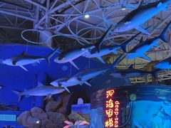 -烟台海昌鲸鲨海洋公园