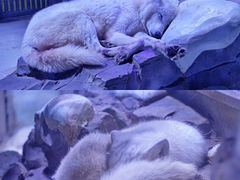 -上海海昌海洋公园-冰山北极馆