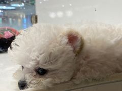 -阿三鱼头泡饼·家常菜