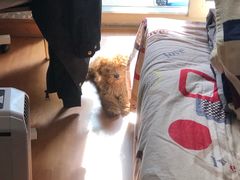 -艾贝尔宠物医院·24H转诊中心·肿瘤猫专科(江宁双龙店)