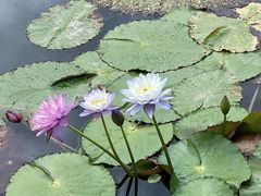 -中国科学院西双版纳热带植物园