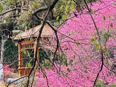 -中国茶叶博物馆(双峰馆区)