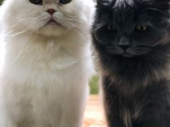 -猫亿天猫咖