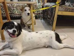 -平行世界·猫咖(首经贸店)
