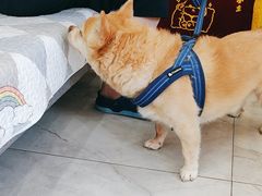 -瑞派·爱瑞可动物医院·口腔专科(广华新城分院)