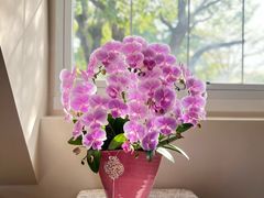 -花神·轻食简餐·咖啡馆·花卉绿植(荷兰花卉小镇店)