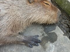 -合肥野生动物园