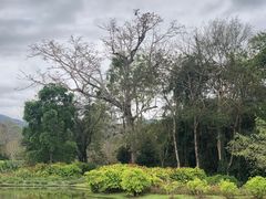 -中国科学院西双版纳热带植物园