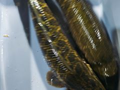 -金三可市井水煮鱼(金碧园店)