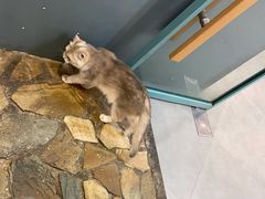 -Honey Bacca 哈尼芭卡高端萌宠(朝阳大悦城店)