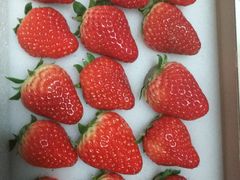 -CoCo都可(江宁托乐嘉店)