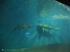 -北戴河圣蓝海洋公园