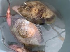 -小猫钓鱼海钓俱乐部(椰梦长廊店)