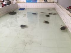 -广东惠东海龟国家级自然保护区