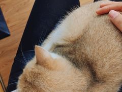 -这儿没有猫·猫咖萌宠馆·撸猫