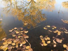 -金塔沙漠胡杨林景区