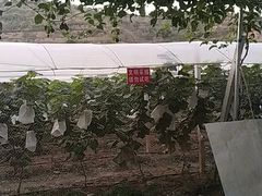 -南门山森林公园阳光生态葡萄园