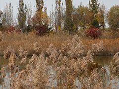 -野鸭湖国家湿地公园