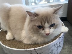 -瞄一喵猫咖(格力海岸店)