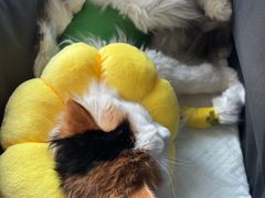 -伟伟宠物医院·瑞派猫友好医院·猫科(光谷店)