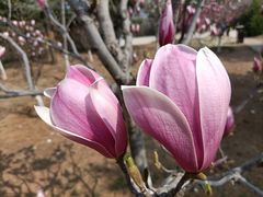 -北京西山国家森林公园