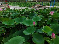 -杜氏旅游度假区