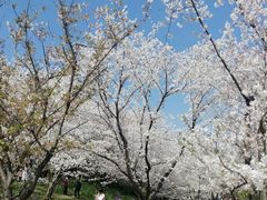 -苏州上方山国家森林公园