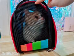 -70cat德文卷毛猫·缅因猫纯种猫舍