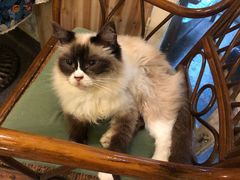 -猫色咖啡·猫咖