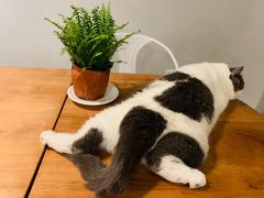 -Cappucimeow猫咪咖啡馆(韦伯时代店)