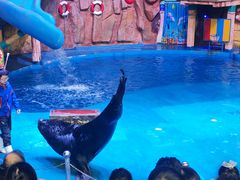 -烟台海昌鲸鲨海洋公园