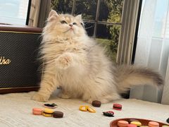 -猫十亿·布偶金渐层·曼基康矮脚猫舍(青年路店)