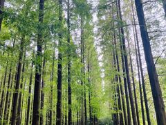 -黄海国家森林公园