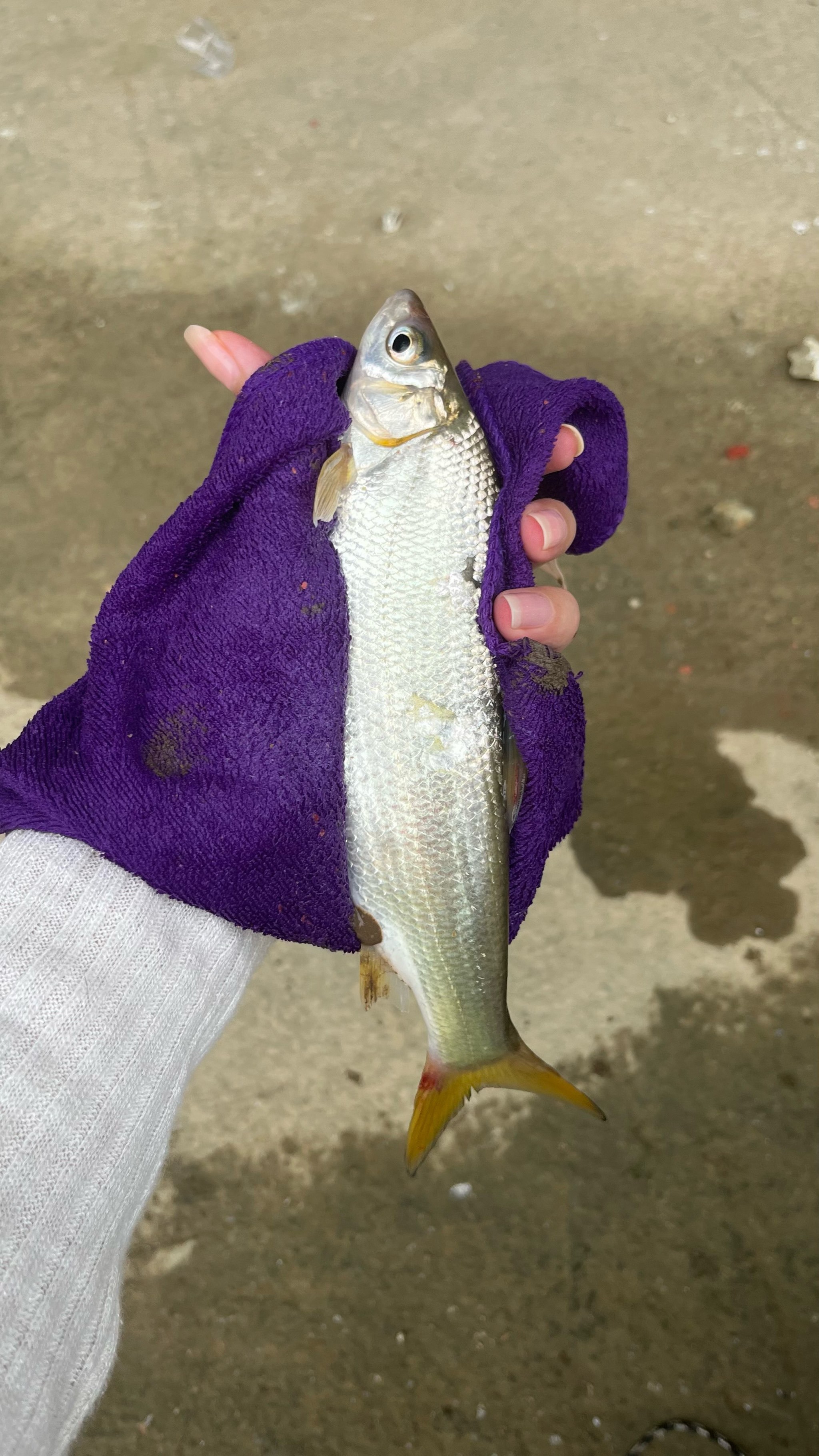 红尾or黄尾傻傻分不清楚!