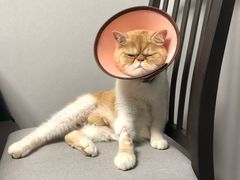 -安安宠医·安宠宠物医院