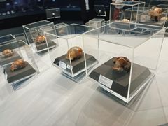 -北京周口店北京人遗址博物馆