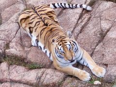 -西霞口神雕山野生动物世界