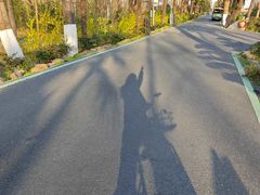 -合肥滨湖国家森林公园