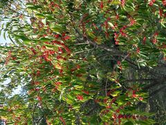 -永定河休闲森林公园