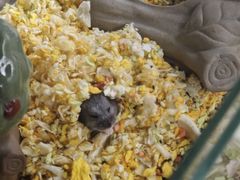 -青石桥花鸟鱼虫市场(叠翠城店)