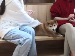 -是阿柴呀！柴犬咖啡·爱喵喵猫咖