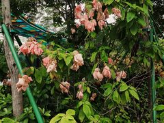 -文华公园(禅城区)