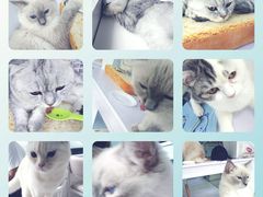 -喵的天空名猫咖啡馆·撸猫·猫舍·用品